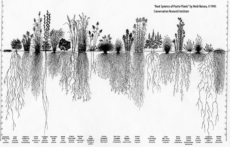 Root Depth Model Great Lakes Bioenergy Research Center